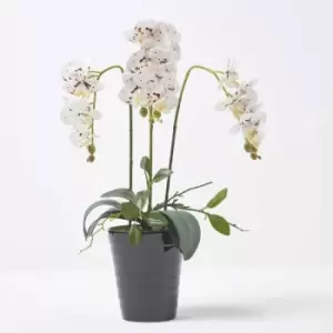 Image of White Orchid 56cm Phalaenopsis in Ceramic Pot - White - Homescapes