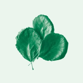 Image of Alder Ego - II Vinyl