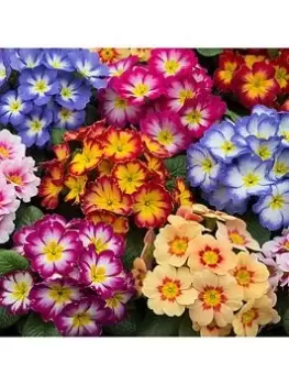 Image of Primrose Bonelli Mixed (20 Garden Ready Plants)