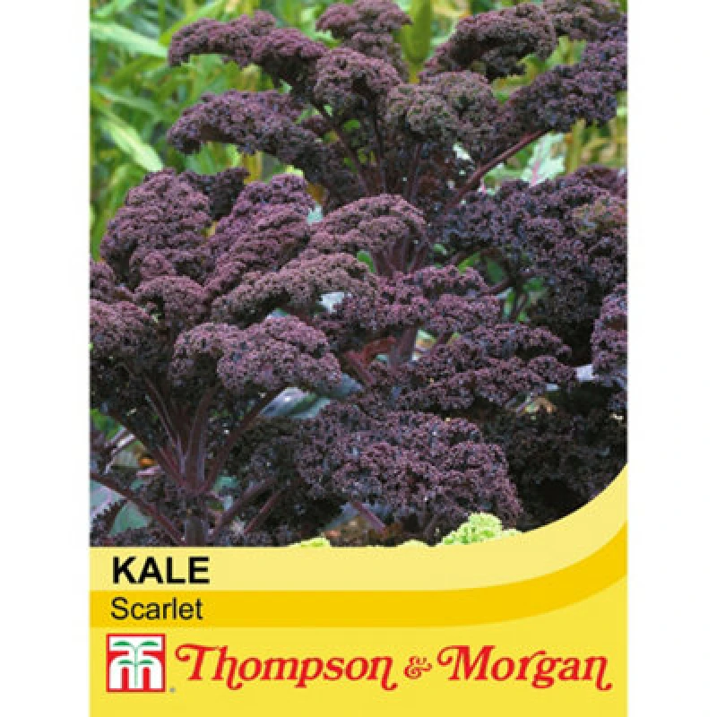Image of Thompson & Morgan Kale Scarlet 1 Seed Packet (200 Seeds)