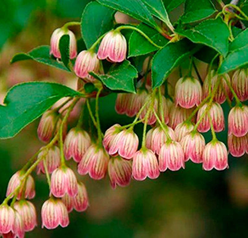Image of Direct Plants Enkianthus Campanulatus Red Bells Garden Large Shrub Supplied In A 3 Litre Pot