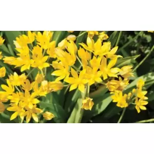 Image of Thompson & Morgan Thompson and Morgan Crazy Colour Collection 200 Bulbs