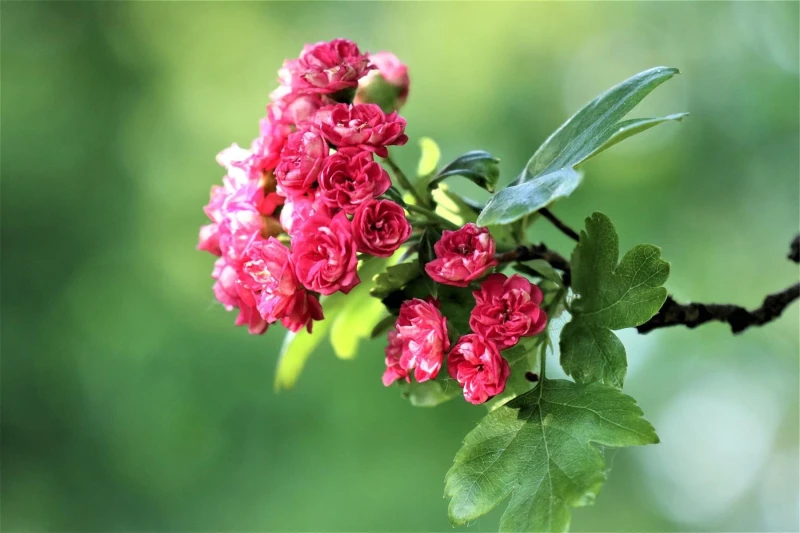 Image of Direct Plants Crataegus Paul's Scarlet Tree 5-6ft Supplied in a 7.5 Litre Pot in Green Green Unisex