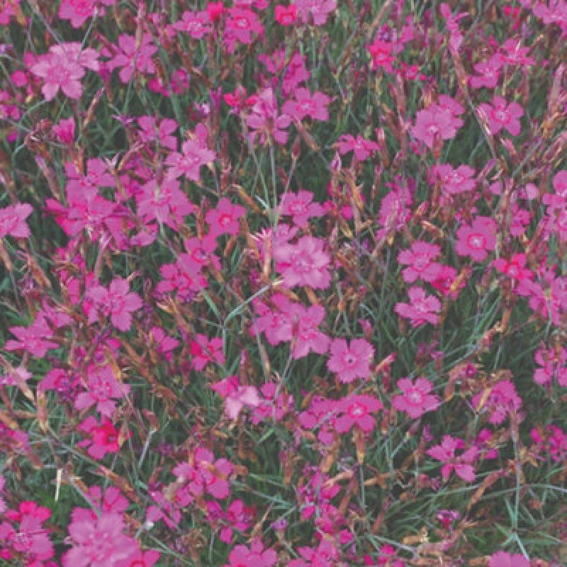 Image of Thompson & Morgan Dianthus Pink Gem Seeds - Hardy Perennial Free-Flowering Pink Blooms For Borders & Containers
