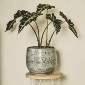 Image of YouGarden Alocasia Polly In 17Cm Grow Pot
