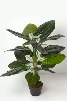 Image of Taro Plant in Pot, 90cm Tall