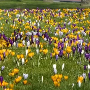 Image of YouGarden Crocus Large Flowered Mixed 30 bulbs - Brown