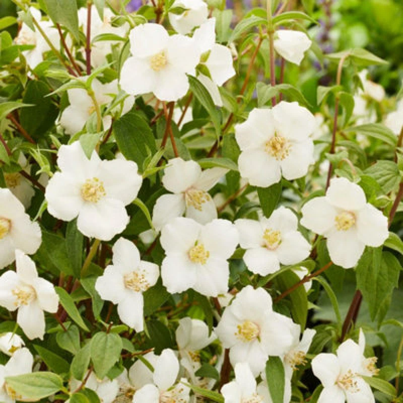 Image of Thompson & Morgan Philadelphus Petite Perfume White 9Cm Potted Plant X 3