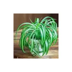 Image of Chlorophytum comosum varigated 12cm