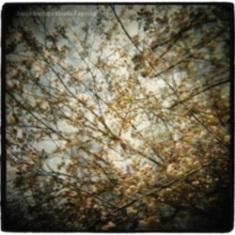 Image of Thistled Spring CD / Album