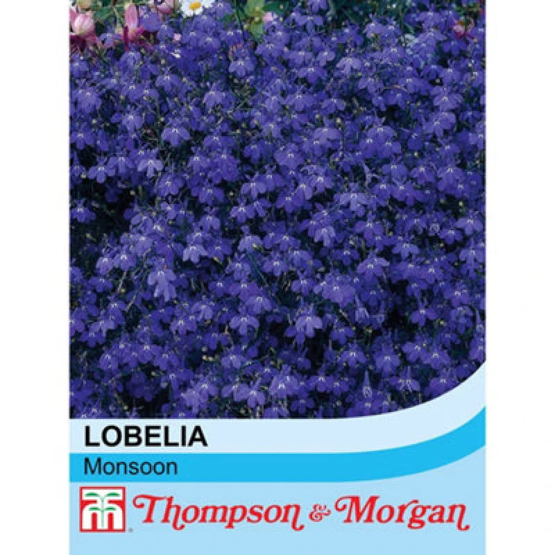 Image of Thompson & Morgan Lobelia Monsoon 1 Seed Packet (650 Seeds)