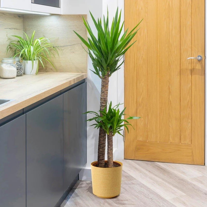 Image of YouGarden Double Stem Yucca & Cover Pot Multi unisex 17cm pot