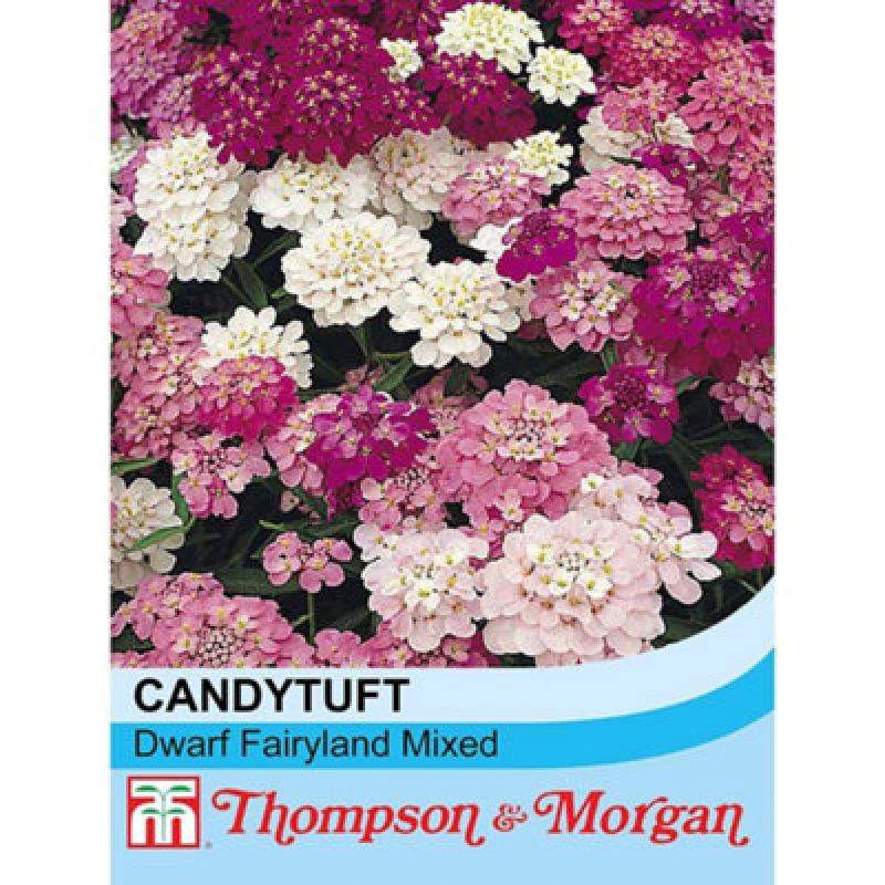 Image of Thompson & Morgan Candytuft Dwarf Fairy 1 Seed Packet (500 Seeds)