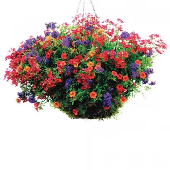 Image of Bayer Phostrogen All-Purpose Plant Food - 800g