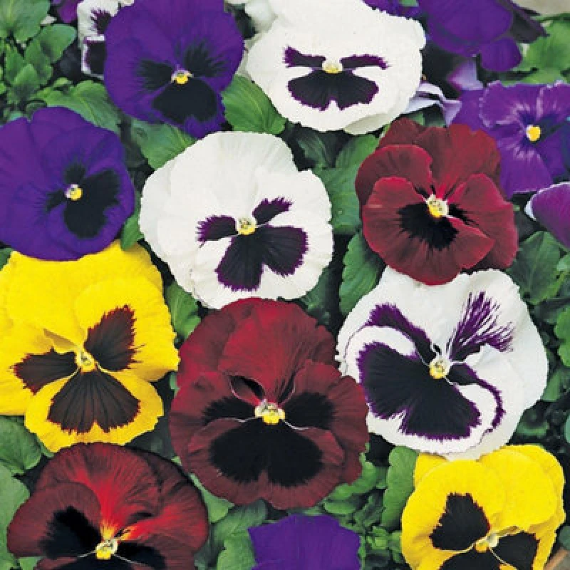 Image of Thompson & Morgan Pansy T&m Colossal Mixed Velvety Hardy Perennial Bedding & Container Plants 1 Packet 130 Seeds
