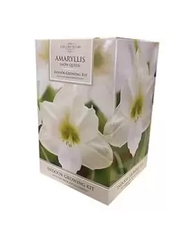 Image of Amaryllis Gift Pack - Snow Queen