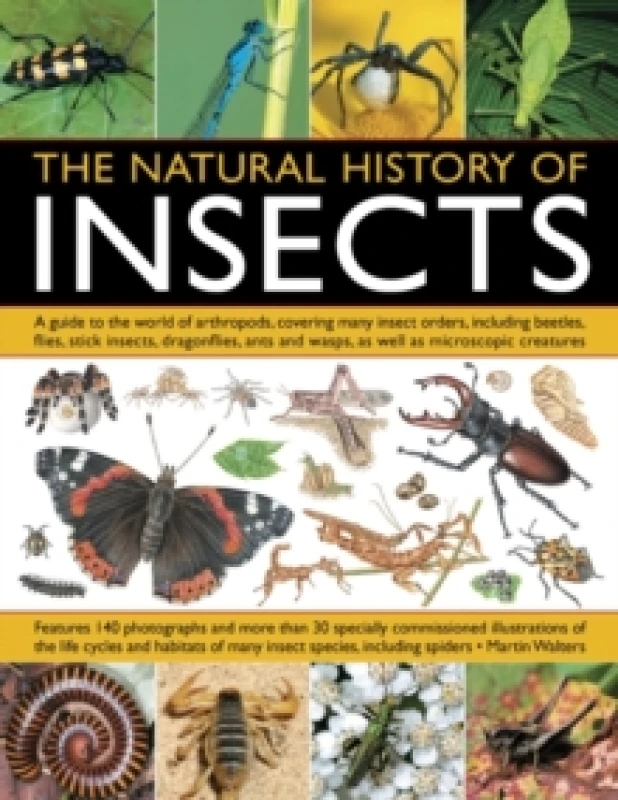 Image of Natural History of Insects Paperback / softback