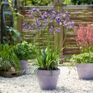 Image of Thompson & Morgan Agapanthus 'Poppin' Purple' 9cm pot - 3 plant