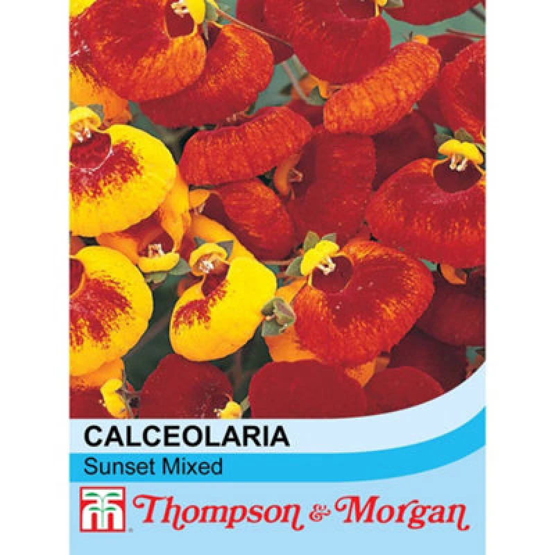 Image of Thompson & Morgan Calceolaria Sunset Mixed 1 Seed Packet (35 Seeds)