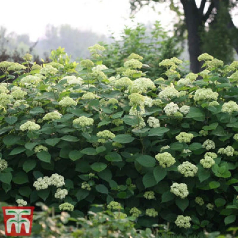 Image of THOMPSON & MORGAN Thompson&morgan - Hydrangea Lime Rickey 3 Litre Potted Plant x 1 KA3174