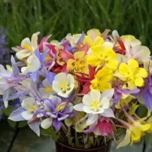 Image of Thompson & Morgan Aquilegia caerulea 'Mrs Scott-Elliott' - 9cm pot x 3