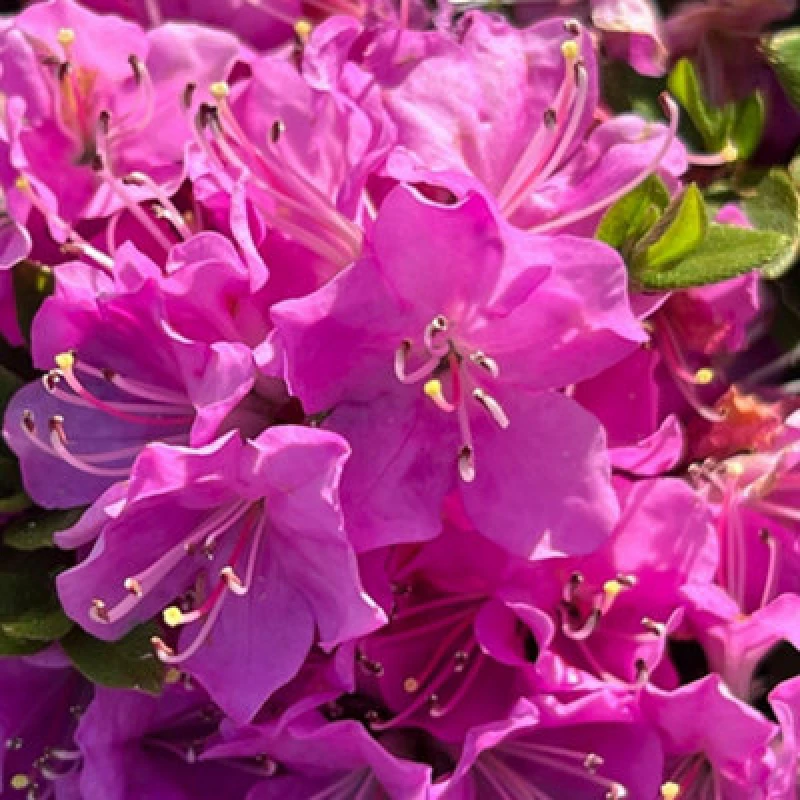 Image of Thompson & Morgan Azalea Japonica Pink 17Cm Potted Plant X 1