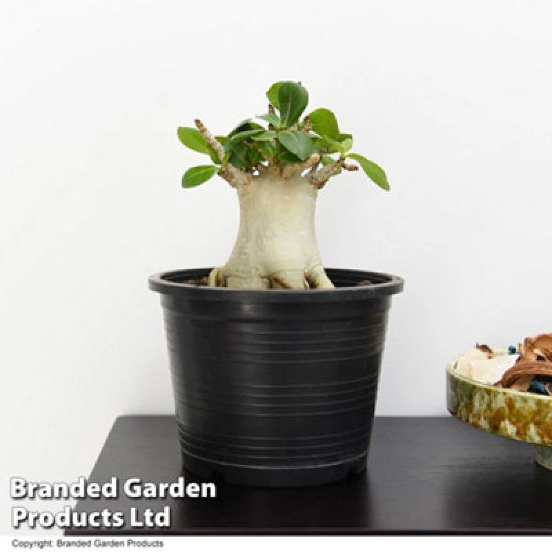 Image of Thompson & Morgan Adenium Nb Ansu Baobab 15Cm Pot X 1