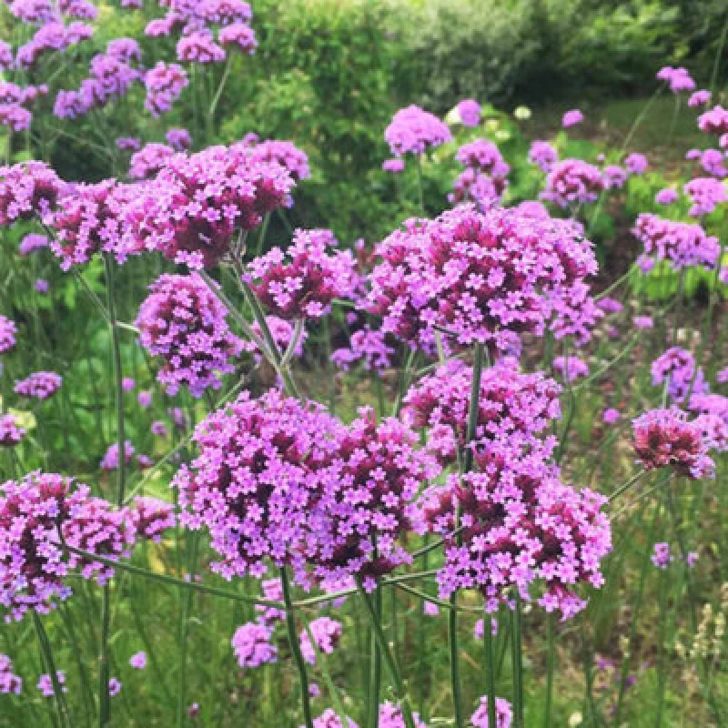 Image of Thompson & Morgan Verbena Bonariensis 1 Litre Potted Plant X 1