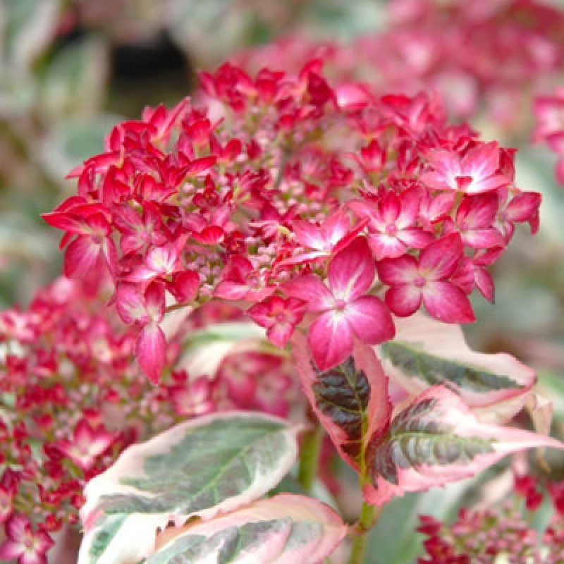 Image of Thompson & Morgan Hydrangea Serrata Euphoria Pink 15Cm Potted Plant X 1