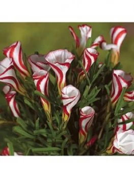 Image of Oxalis Versicolour Bulbs - Pack Of 10