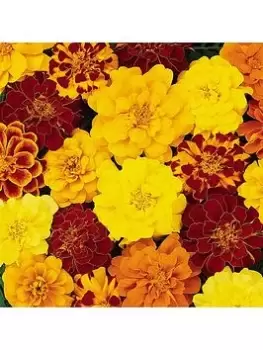 Image of Yougarden Marigold Durango Mixed Plants