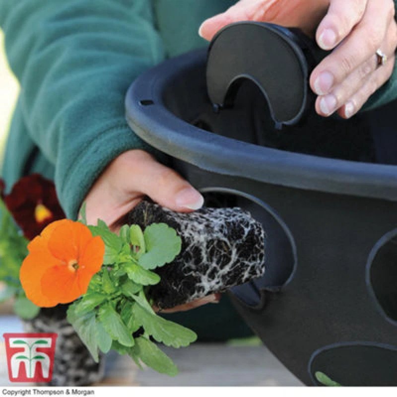 Image of Thompson & Morgan Hanging Basket Garden Planter Plant Container With Water Reservoir (30Cm, Single)