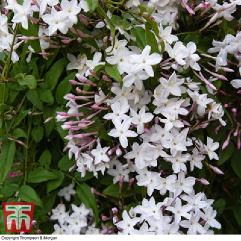 Image of Thompson & Morgan Jasminum (Jasmine) Polyanthum Starry Summer Night 3 Litre Pot X 1