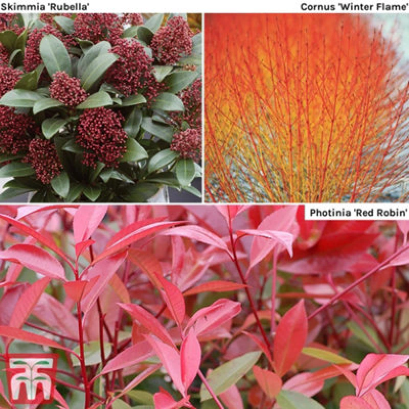 Image of Thompson & Morgan Shrub Winter Interest Collection 9Cm Potted Plant X 3