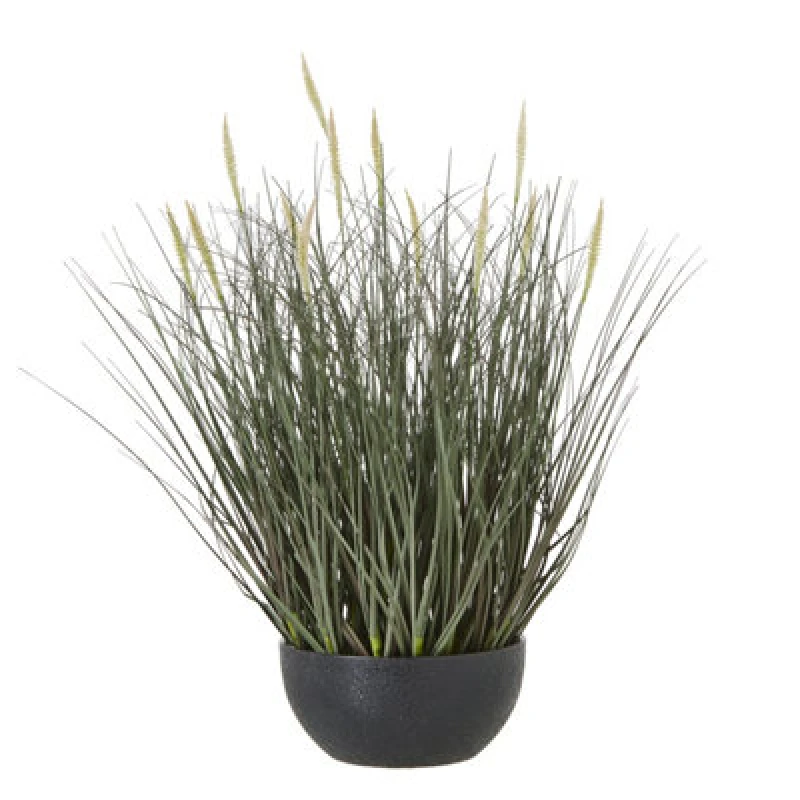 Image of Fountain Grass Plant In Pot