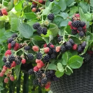 Image of YouGarden Blackberry Cascade 9cm x 3 - Brown