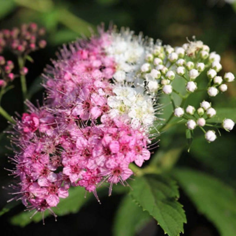 Image of Thompson & Morgan Spiraea Japonica Genpei 1 Bare Root Shrub - Rhs Pollinator Friendly Colour Changing Flowers Borders Containers