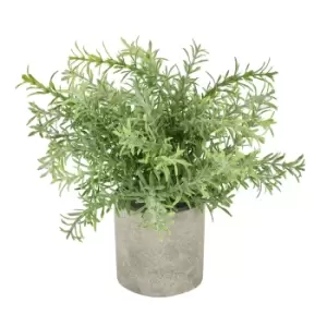 Image of Rosemary Plant In Stone Effect Pot