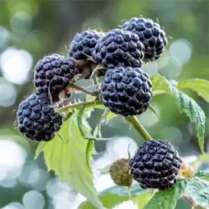 Image of YouGarden Raspberry 'Black Jewel' 2L pot - Brown