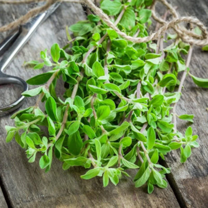 Image of Thompson & Morgan Herb Marjoram Sweet 1 Seed Packet (750 Seeds)