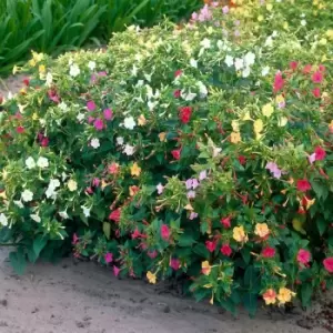 Image of YouGarden Mirabilis Jalapa 'The Marvel of Peru' x 10 Bulbs