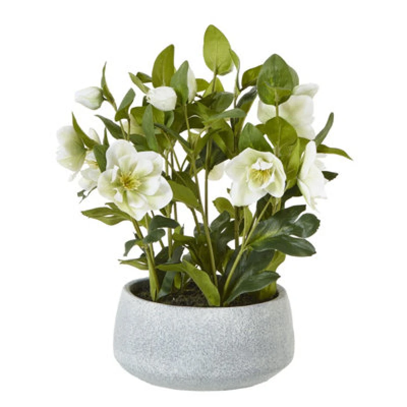 Image of White Hellebore Plant In Grey Pot