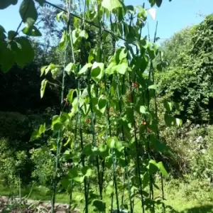 Image of Runner Bean Frame