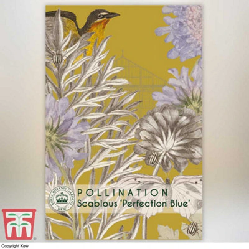 Image of Thompson & Morgan Scabious Perfection Blue Promo New Kew Range 1 Packet (25 Seeds)