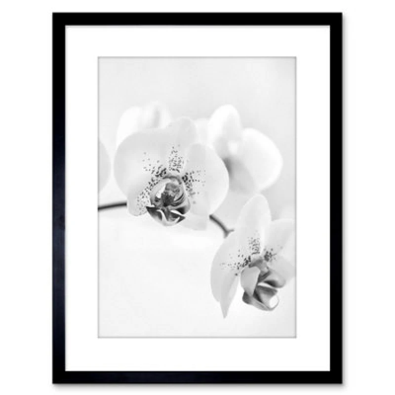 Image of Artery8 Wall Art Print Photo Nature Plant Orchid Flower Black White Artwork Framed 9X7 Inch
