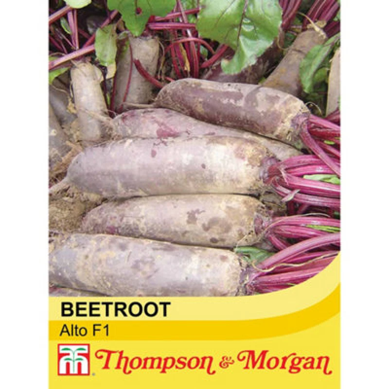 Image of Thompson & Morgan Beetroot Alto F1 Hybrid 1 Seed Packet (250 Seeds)