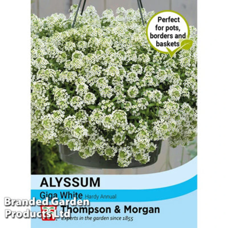 Image of Thompson & Morgan Alyssum Giga White 1 Seed Packet