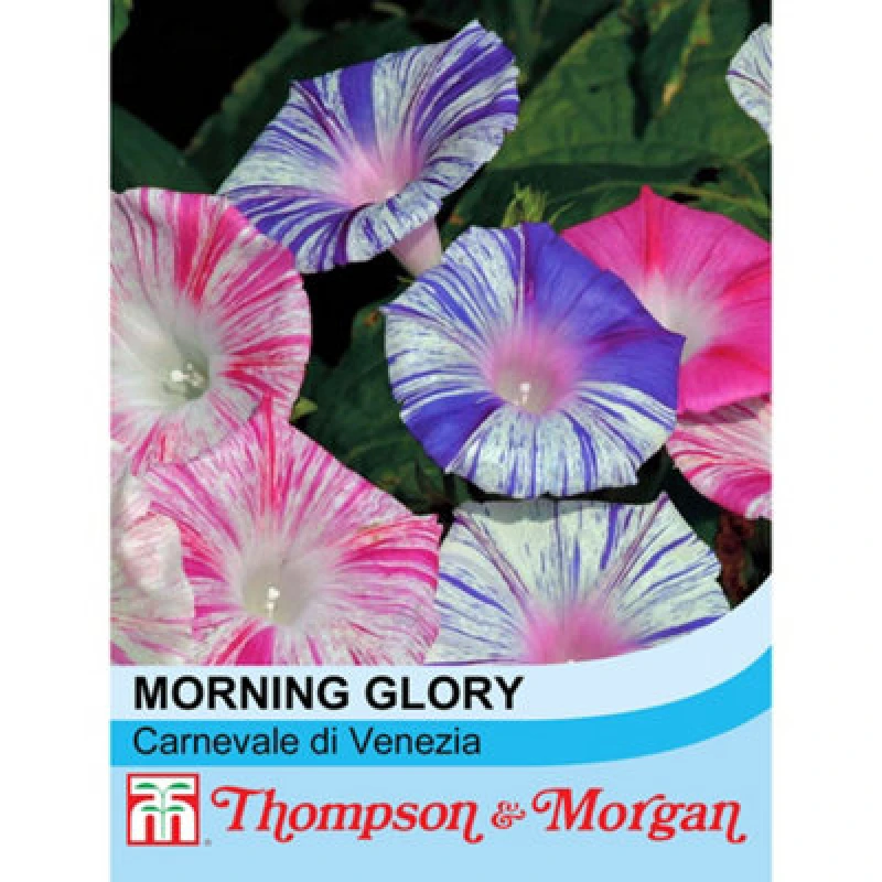 Image of Thompson & Morgan Morning Glory Carnevale Di Venezia 1 Seed Packet (35 Seeds)