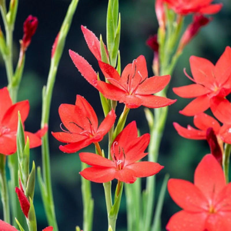 Image of Thompson & Morgan Schizostylis Coccinea Major Cherry Red Hardy Perennial Autumn Flowering Water Garden Plant 9Cm Pot