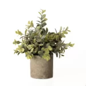Image of Eucalyptus Plant In Stone Effect Pot